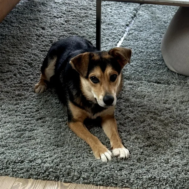 An adult medium-sized male Brown / Chocolate Shepherd dog named Charlie Barley for adoption in New Orleans, LA