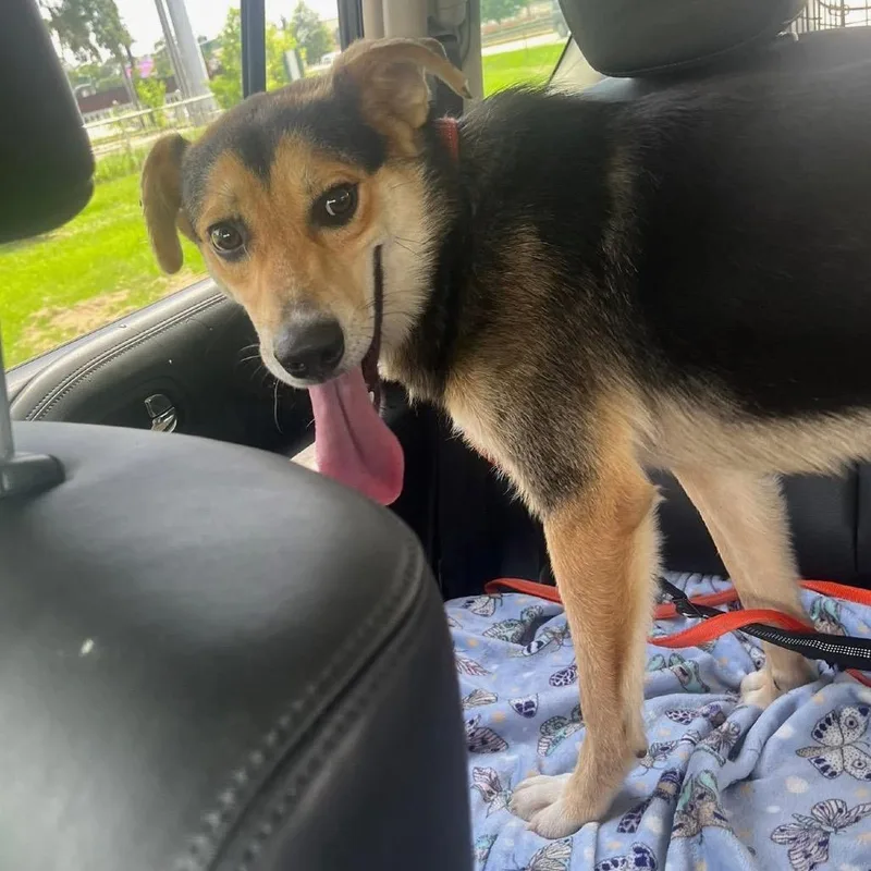 Charlie Barley thumbnail 5