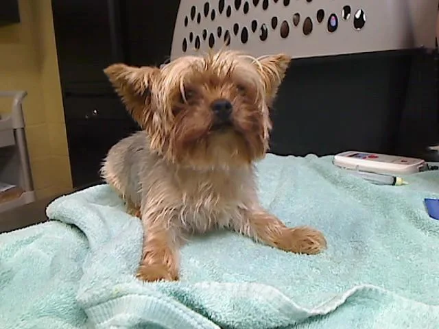 A young small-sized male Yorkshire Terrier dog named Noah for adoption in Cookeville, TN