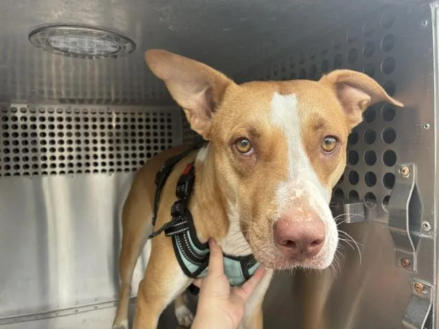 An adult large-sized female Pit Bull Terrier dog named Rose for adoption in Mesa, AZ