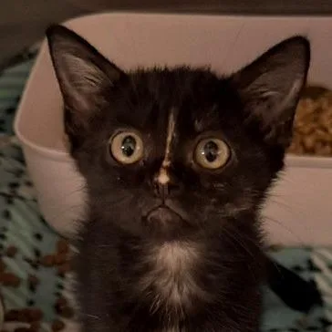 A baby small-sized female Domestic Short Hair cat named Pipswueak for adoption in Horn Lake, MS