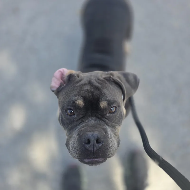 A young medium-sized female American Bully dog named Biscuit for adoption in Margate, FL