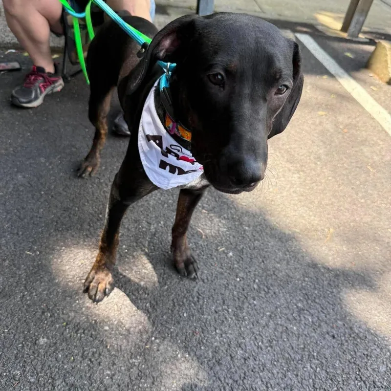 A young small-sized female Black Hound dog named Candygram for adoption in Long Island City, NY
