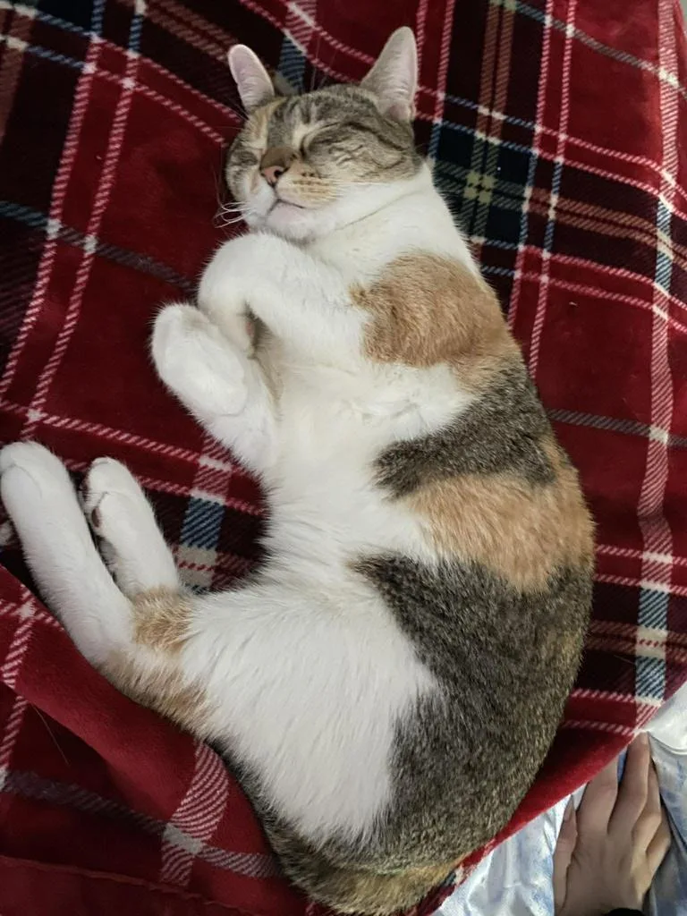 An adult medium-sized female Domestic Short Hair cat named Barbara for adoption in Athens, OH