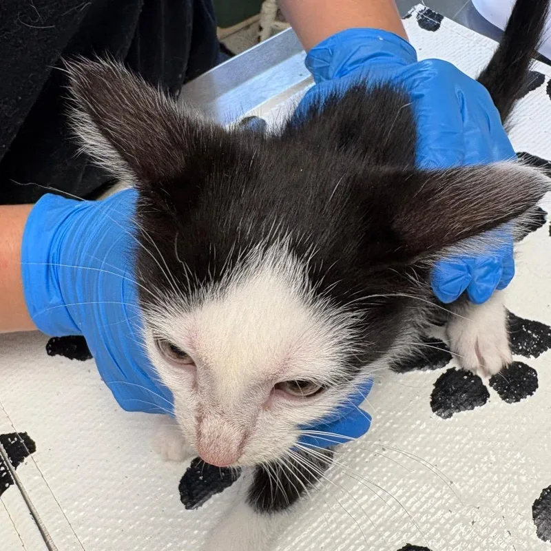 A baby small-sized female Black Domestic Short Hair cat named Zebra for adoption in Mount Juliet, TN
