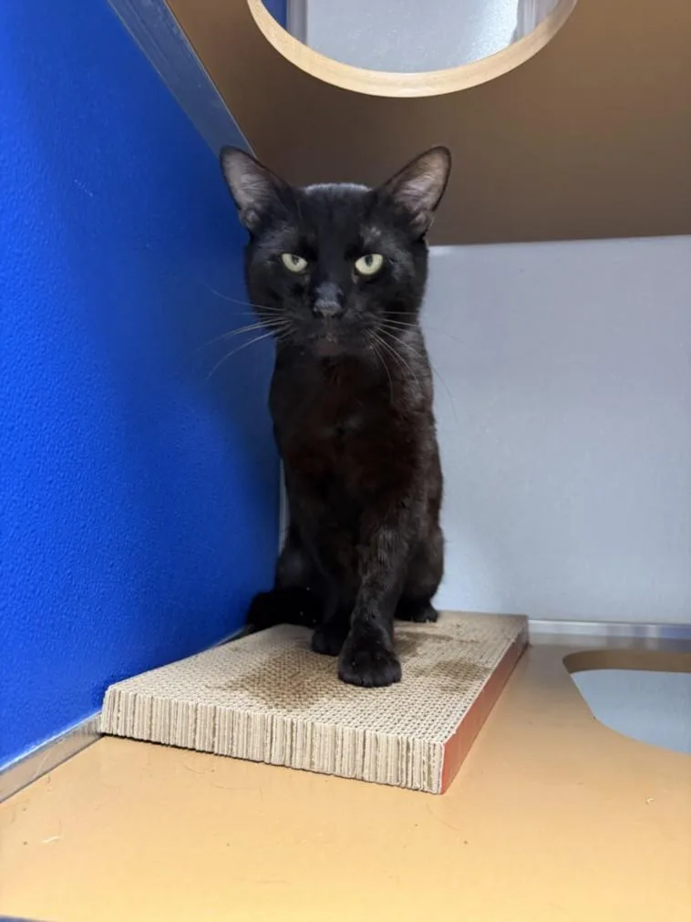 An adult small-sized male Domestic Short Hair cat named George for adoption in Burbank, CA