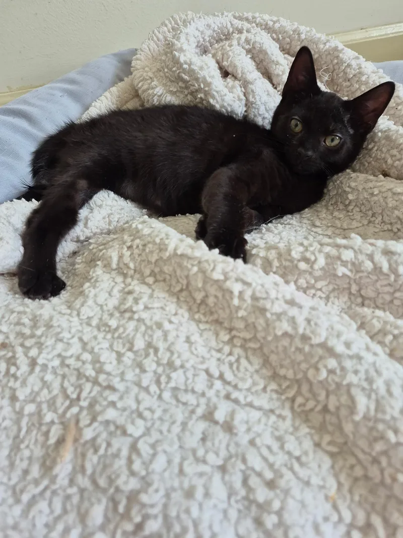 Gummy Bear thumbnail 2