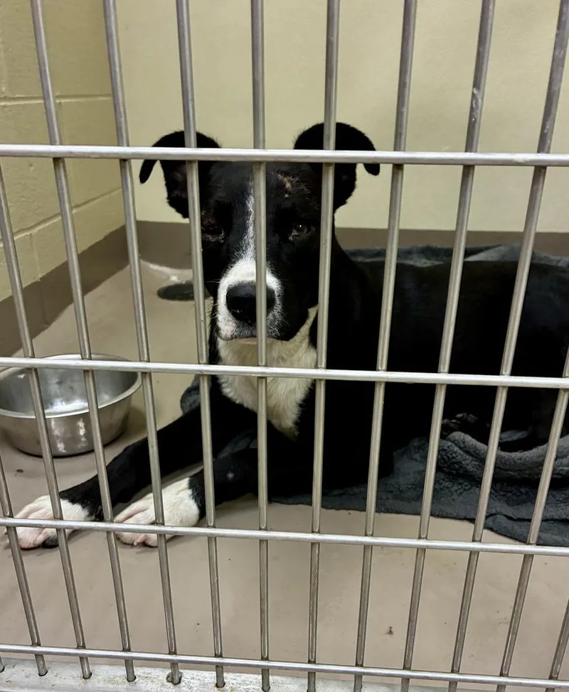 An adult medium-sized male Pit Bull Terrier dog named Frye for adoption in Christiansburg, VA
