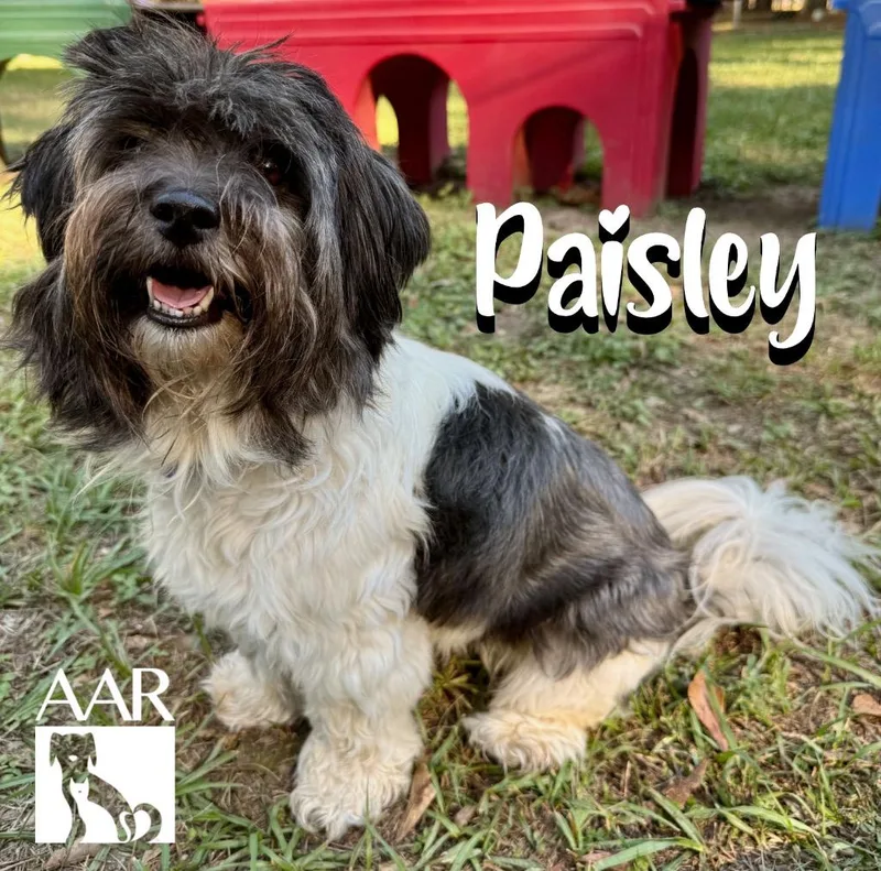 A young small-sized female Shih Tzu dog named Paisley for adoption in Magnolia, TX