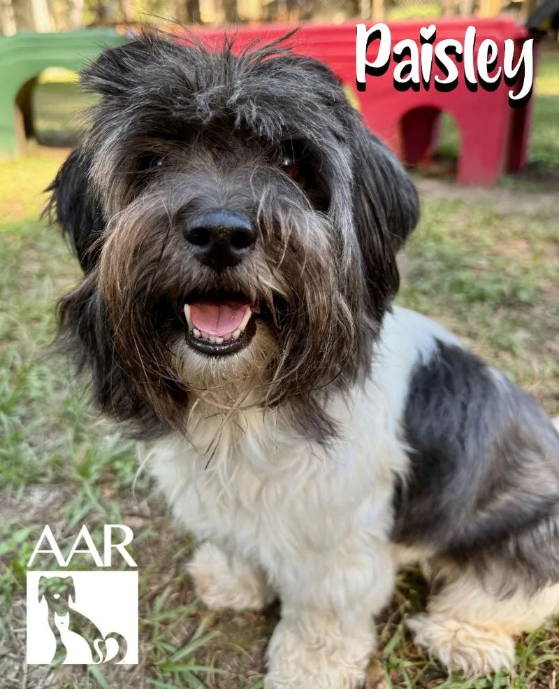 Paisley thumbnail 2