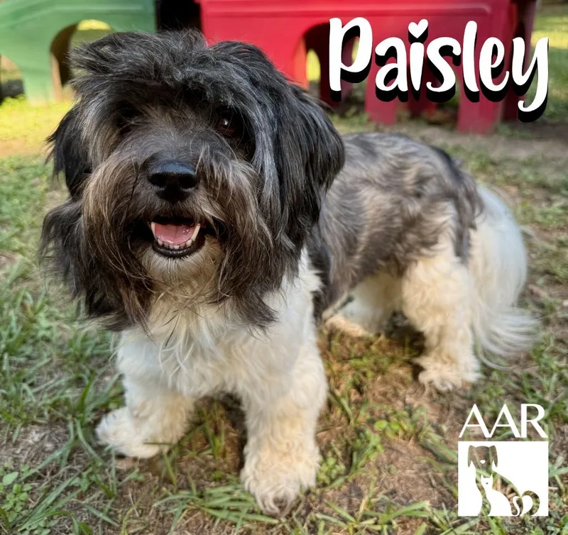 Paisley thumbnail 3