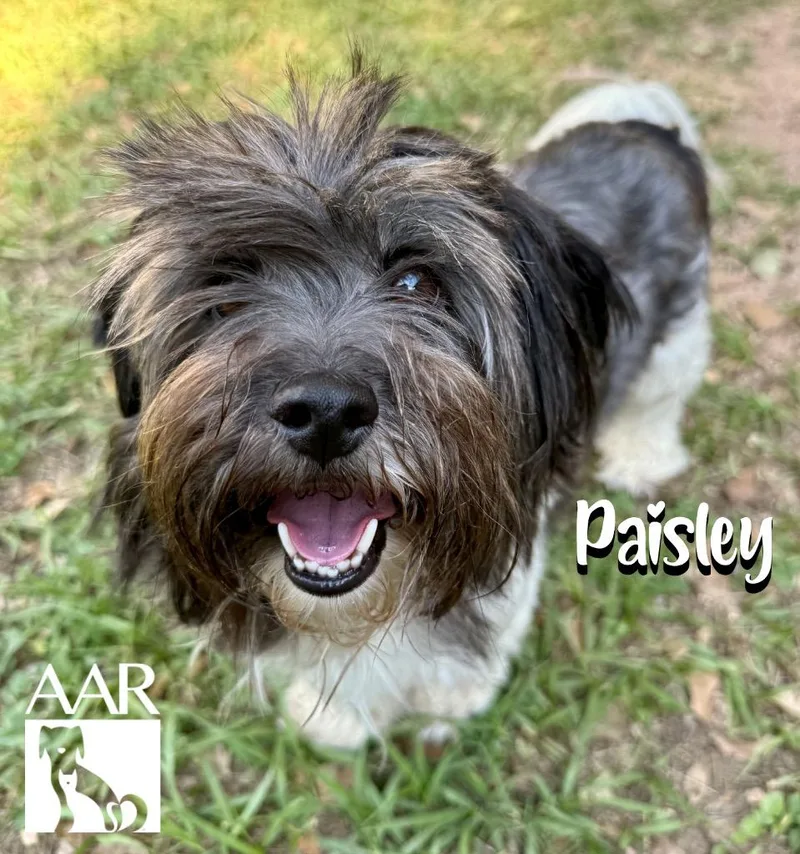 Paisley thumbnail 4