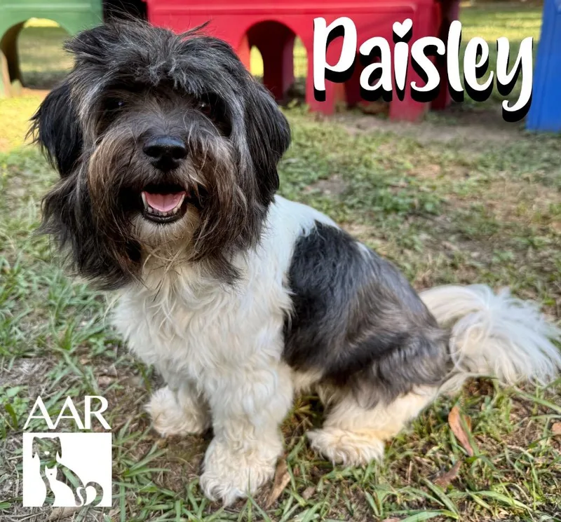 Paisley thumbnail 5