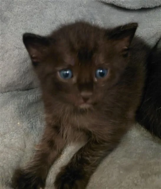 A baby medium-sized male Domestic Short Hair cat named Kit for adoption in Houston, TX
