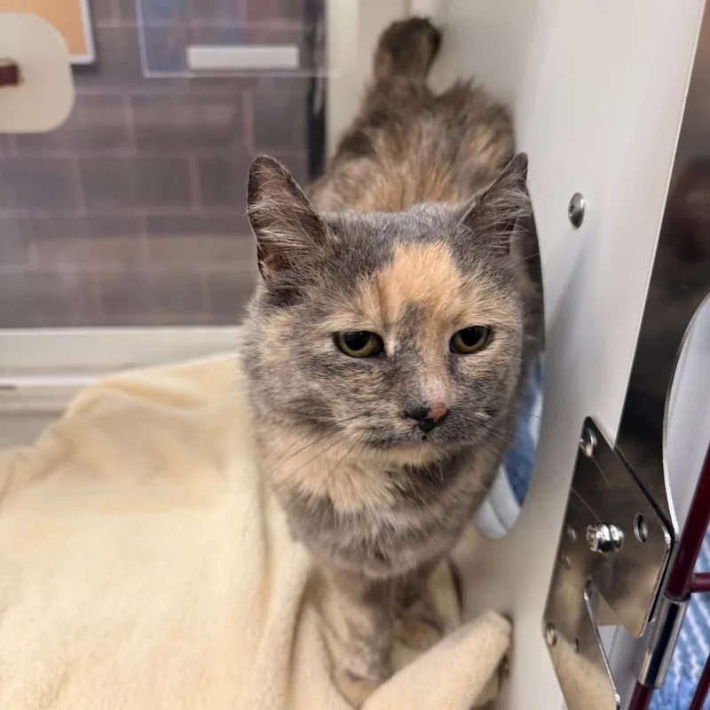 A senior medium-sized female Torbie Domestic Short Hair cat named Oshkosh for adoption in Cheyenne, WY