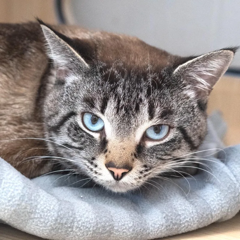 An adult medium-sized male Tabby (Gray / Blue / Silver) Siamese cat named Moonshine for adoption in Pontiac, MI