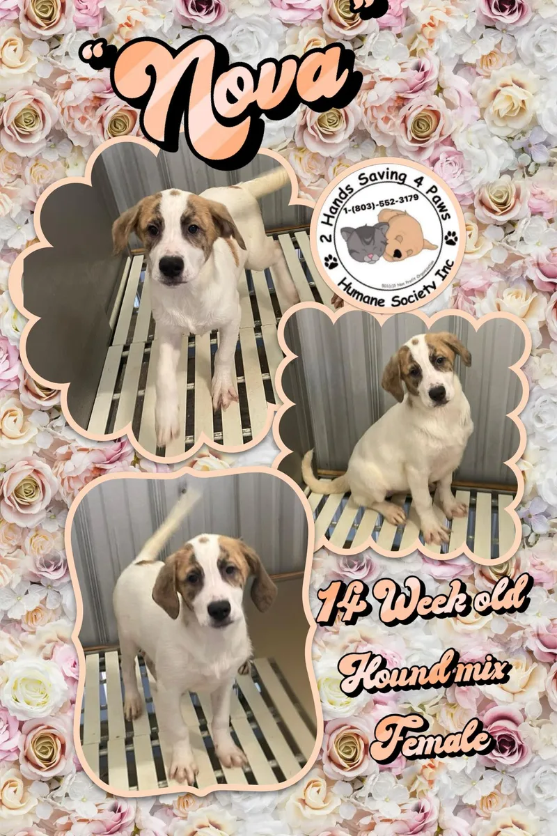 A baby medium-sized female Tricolor (Brown, Black, & White) Hound dog named Nova for adoption in Thomson , GA