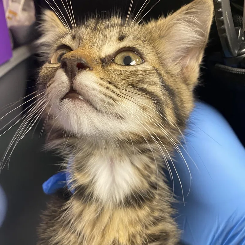 A baby small-sized male Brown / Chocolate Domestic Short Hair cat named 71735 for adoption in Harrisonburg, VA