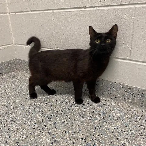 An adult medium-sized female Black Domestic Short Hair cat named Lola for adoption in Dayton, OH