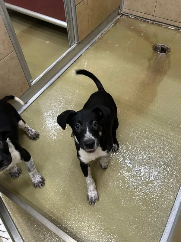 An adult small-sized male Black Mixed Breed dog named Jacob for adoption in Hobbs, NM