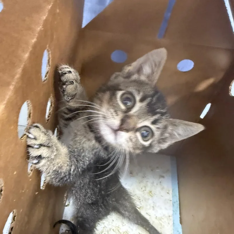 A baby small-sized male Black Domestic Short Hair cat named Saffron for adoption in Jacksonville, FL