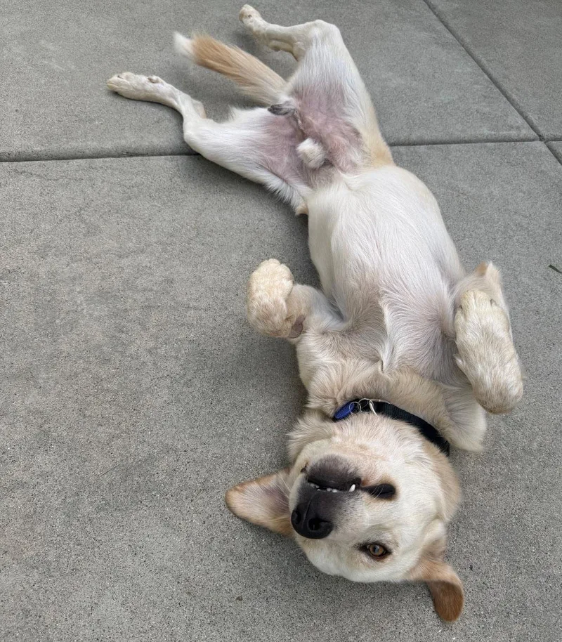 A young medium-sized male Labrador Retriever dog named Lucky for adoption in Concord, CA