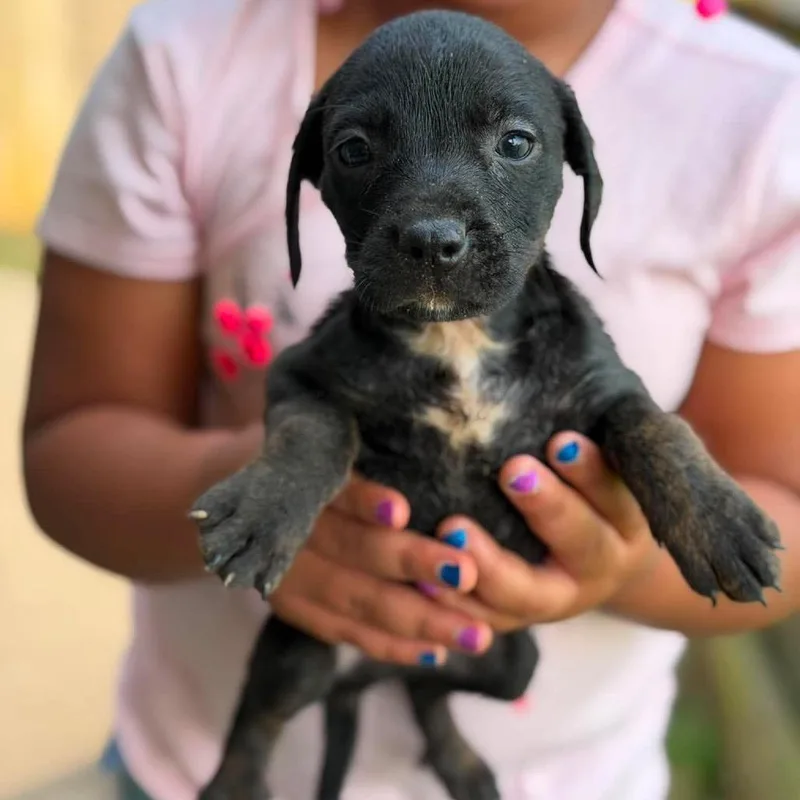 A baby small-sized male Black Mixed Breed dog named Gregory for adoption in Buffalo, MN
