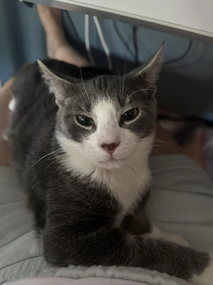 A young medium-sized male Gray & White Domestic Short Hair cat named Hansel for adoption in New York, NY