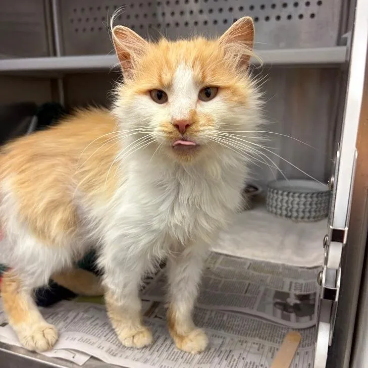 A young medium-sized male White Domestic Medium Hair cat named Soybean for adoption in Pittsburgh, PA