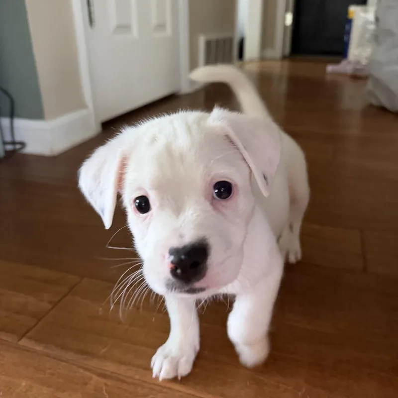 A baby medium-sized female White / Cream Boxer dog named Birdie for adoption in Cordova, TN