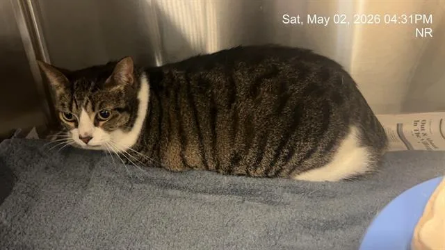 An adult small-sized female Domestic Short Hair cat named Paws for adoption in Ocala, FL