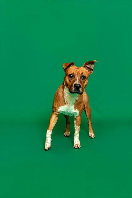 An adult medium-sized male Mixed Breed dog named Springer for adoption in Sevierville, TN