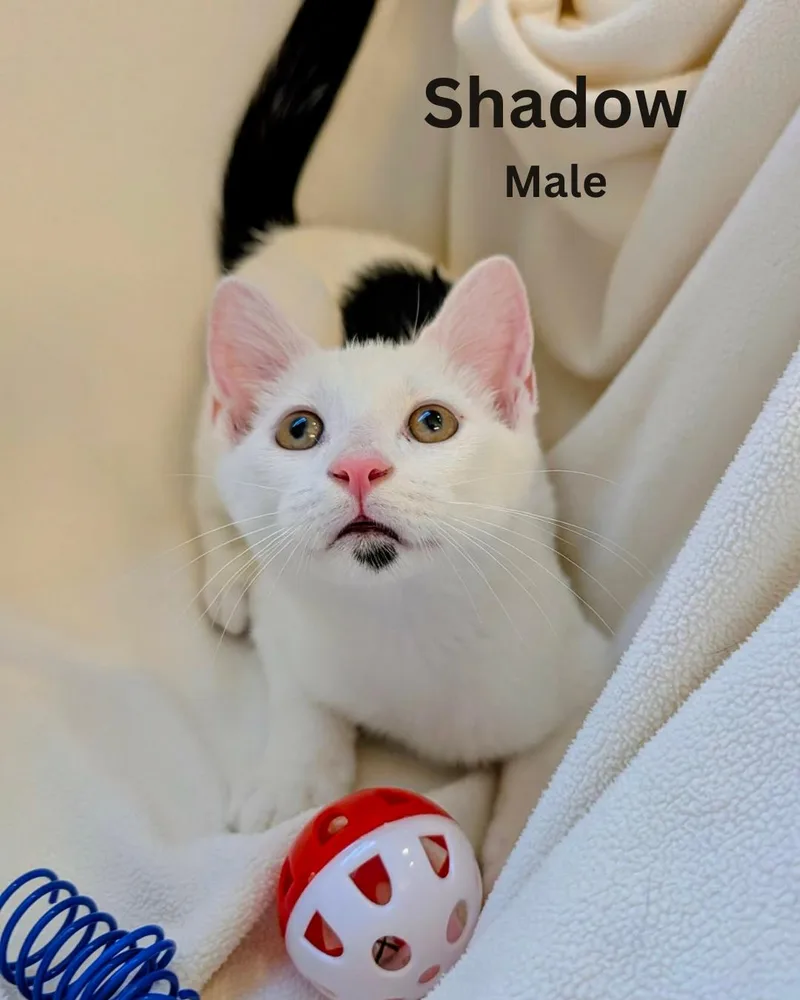 Shadow thumbnail 2