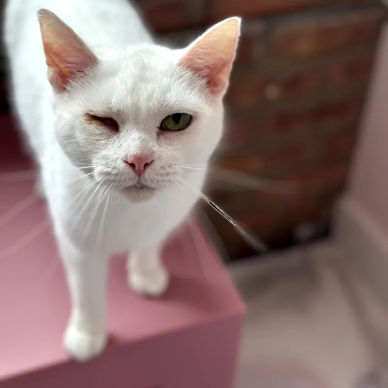 A senior medium-sized female White Domestic Short Hair cat named Baby Moon for adoption in Forest Park, IL