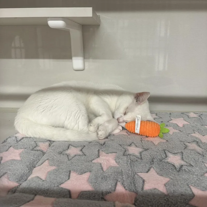 Baby Moon thumbnail 2