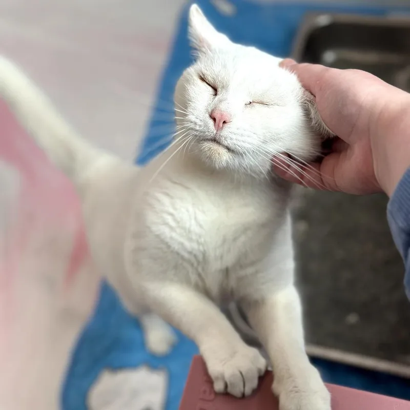 Baby Moon thumbnail 3