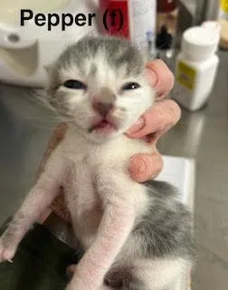 A baby medium-sized female Domestic Short Hair cat named Pepper for adoption in Saugerties, NY