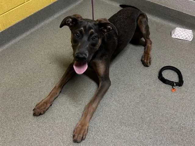 A baby small-sized female Doberman Pinscher dog named Ember for adoption in Colorado Springs, CO