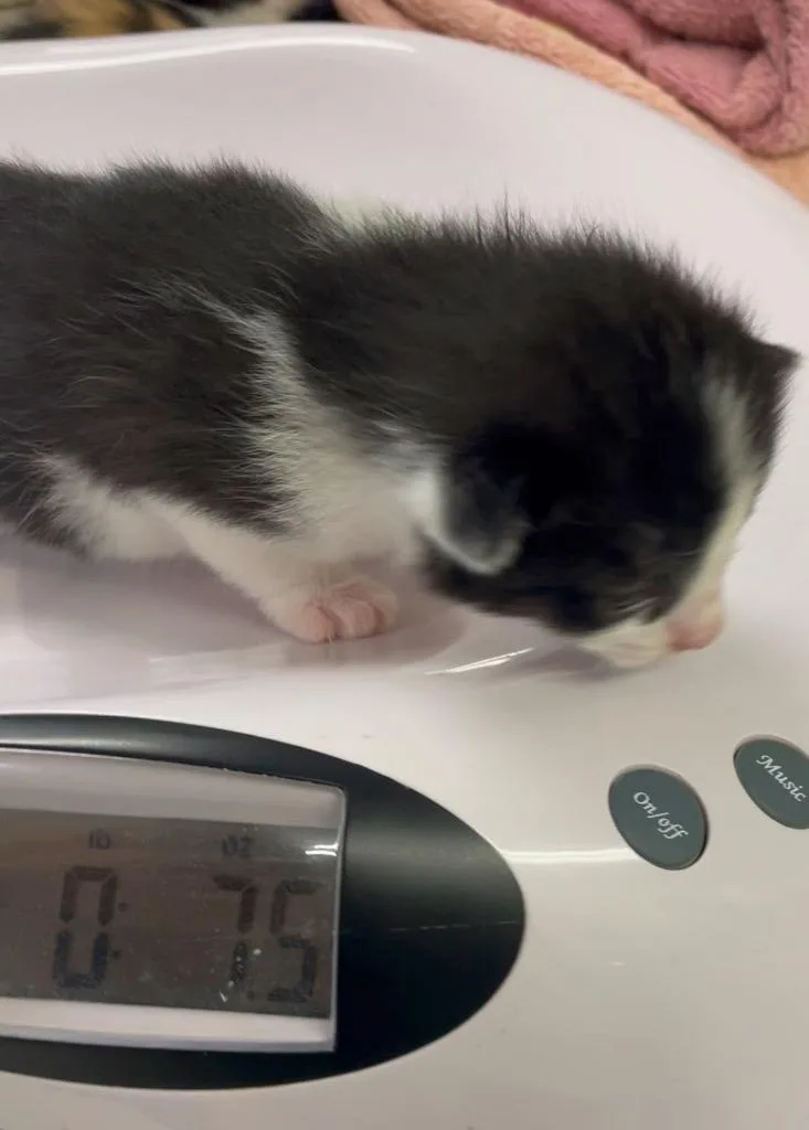 A baby small-sized male Domestic Short Hair cat named Bjorn for adoption in Westfield, NY