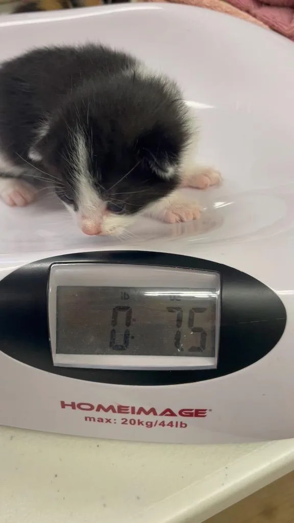 Bjorn thumbnail 4