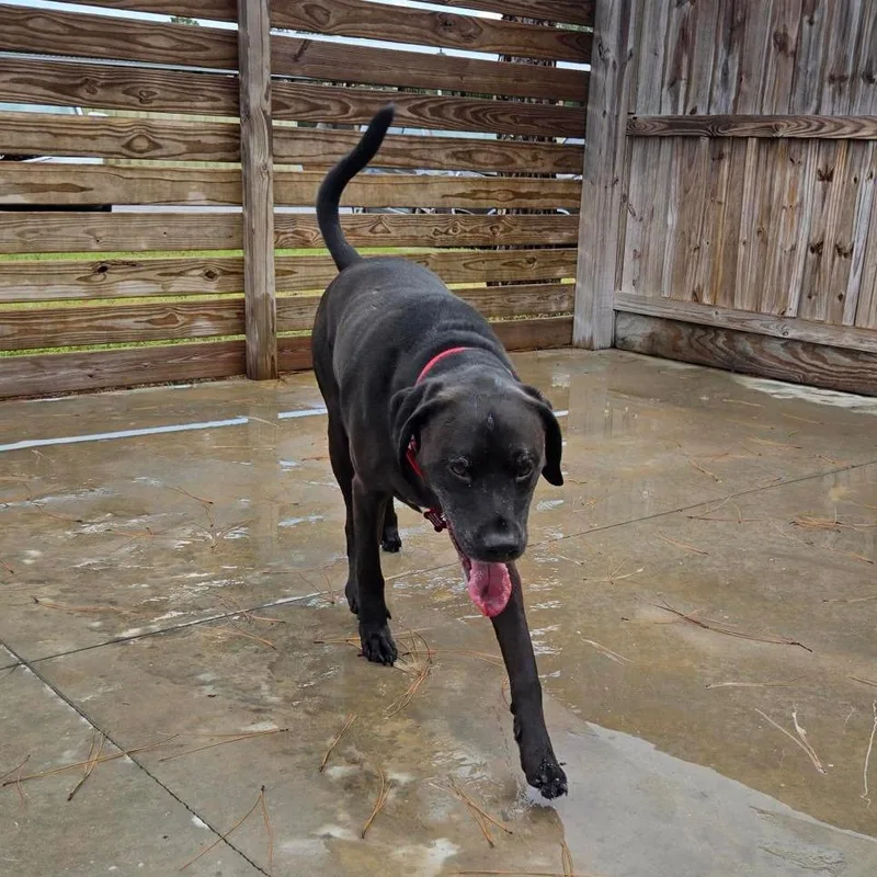 An adult medium-sized male Black Mastiff dog named Blue for adoption in Freeport, FL