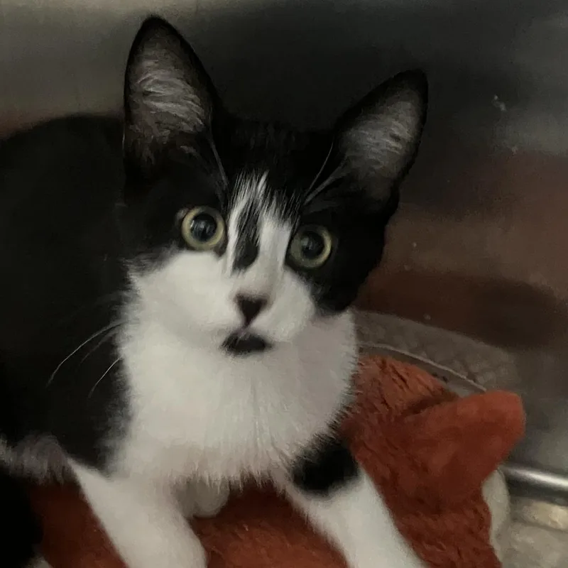 A baby small-sized male Black Domestic Short Hair cat named Bongo for adoption in Idaho Falls, ID