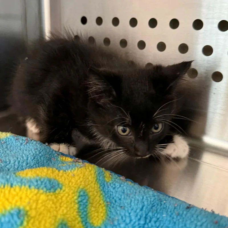 A baby small-sized male Gray / Blue / Silver Domestic Medium Hair cat named Baxter for adoption in Norman, OK