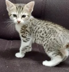 A baby small-sized male Domestic Short Hair cat named Spirit for adoption in Camarillo, CA