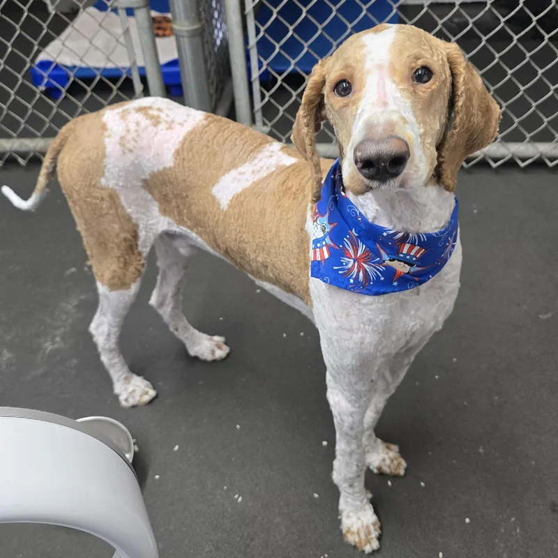 A young medium-sized male White / Cream Goldendoodle dog named Romeo for adoption in Pembroke Pines, FL