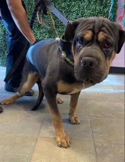 A baby large-sized male Brown / Chocolate Shar-Pei dog named 60802286 for adoption in El Paso, TX