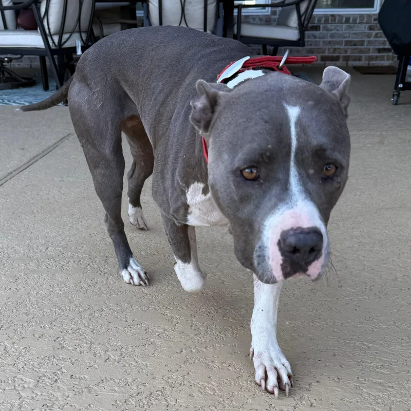 An adult large-sized male Gray / Blue / Silver American Staffordshire Terrier dog named Hailo for adoption in Houston, TX