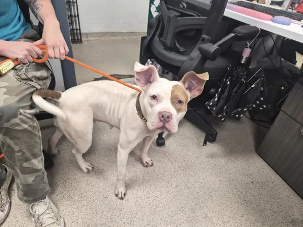 An adult medium-sized female Mixed Breed dog named Coco Linda for adoption in New York, NY