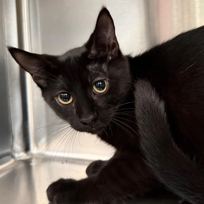 A baby small-sized male Black Domestic Short Hair cat named Niles NM for adoption in Denver, CO