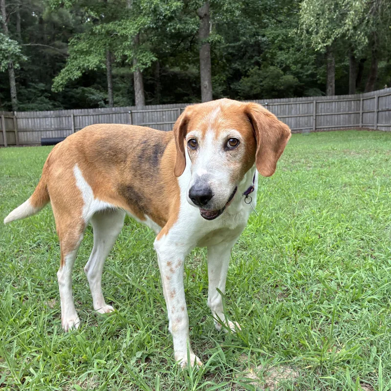 An adult medium-sized female Tricolor (Brown, Black, & White) Treeing Walker Coonhound dog named Budgie for adoption in Suffolk, VA